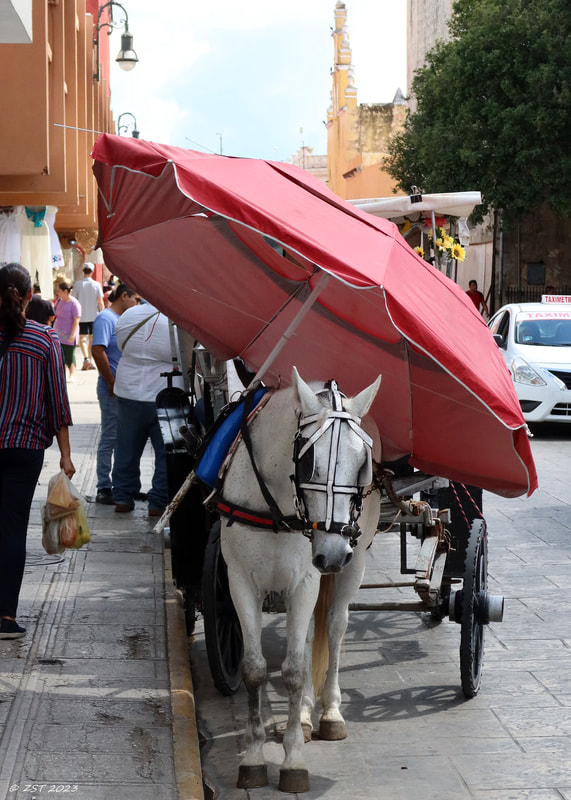 buggy, animal, horse, tourist transport, well-cared for animals 