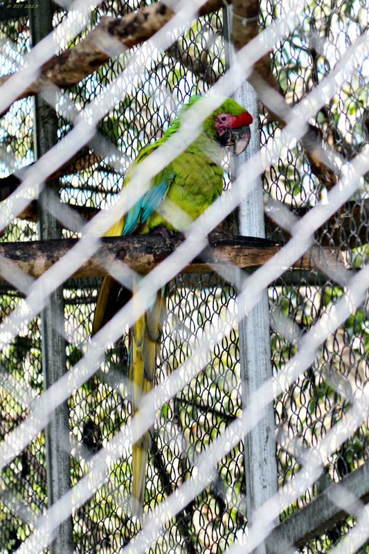 Costa Rica; vacation; tourism; travel; The Toucan Rescue Ranch; Heredia; San Josecita; bird; macaw; Great Green Macaw; Ara ambigua