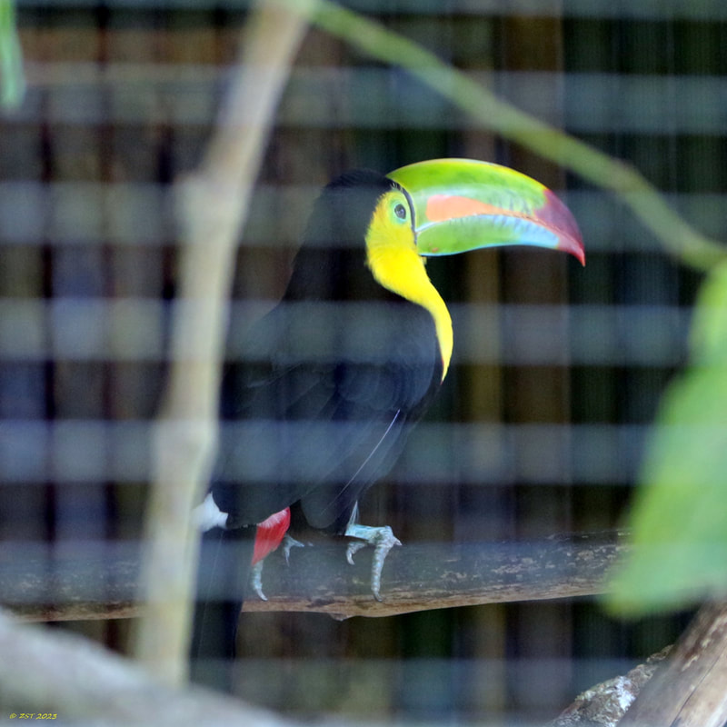 Costa Rica; vacation; tourism; travel; The Toucan Rescue Ranch; Heredia; San Josecita; bird; toucan; Keel-billed Toucan; Ramphastos sulfuratus; threatened species