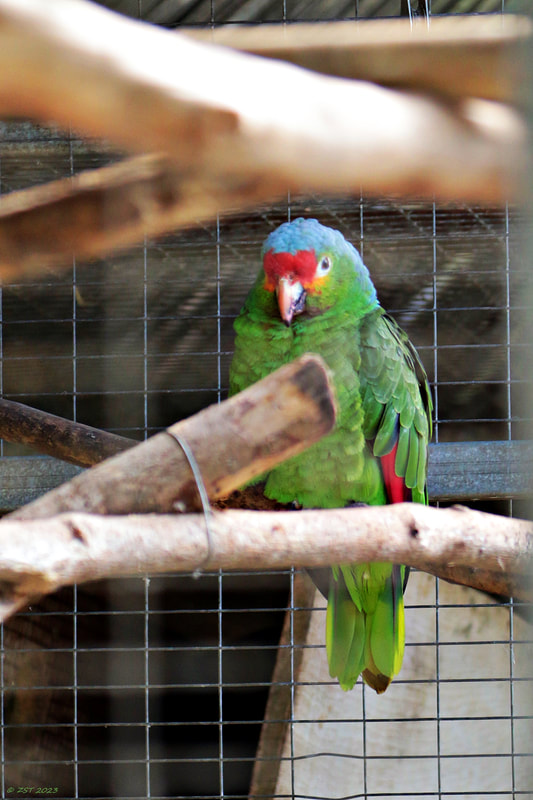 Costa Rica; vacation; tourism; travel; The Toucan Rescue Ranch; Heredia; San Josecita; Red-lored Parrot; Amazona autumnalis