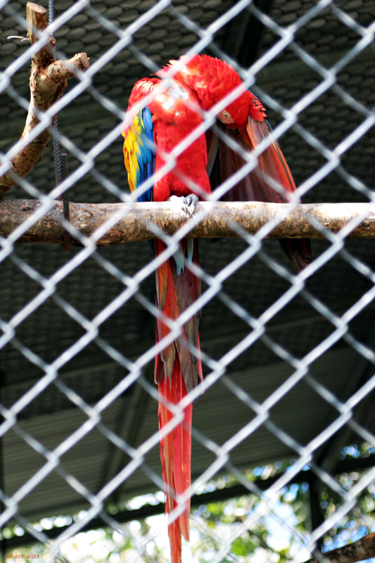 Costa Rica; vacation; tourism; travel; The Toucan Rescue Ranch; Heredia; San Josecita; bird; macaw; Scarlet Macaw; Ara macao