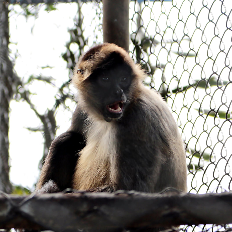 Costa Rica; vacation; tourism; travel; The Toucan Rescue Ranch; Heredia; San Josecita; primate; monkey; Spider Monkey; Ateles geoffroyi